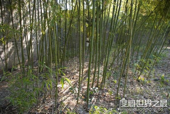 世界上生长速度最快的植物，毛竹2个月长20米被称为奇迹树