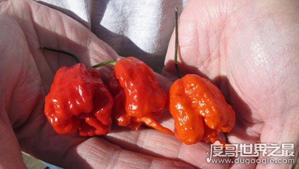 世界上最辣的辣椒，龙吐气辣度248万(比死神辣椒更恐怖)