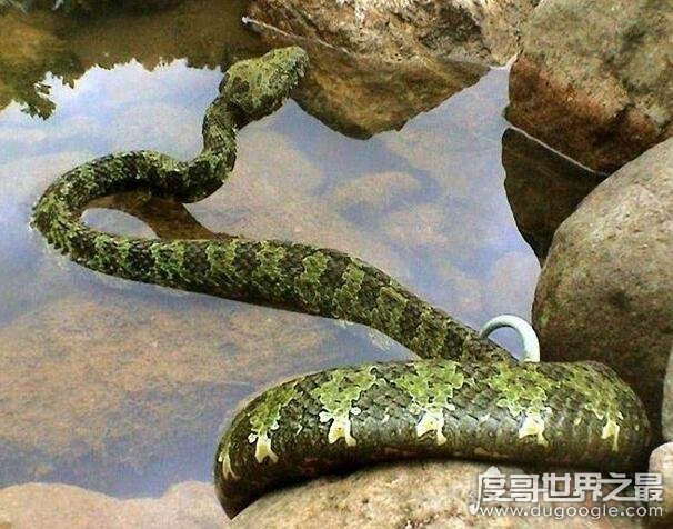 世界上最大的毒蛇，莽山烙铁头(长4米/重40斤破毒蛇纪录)