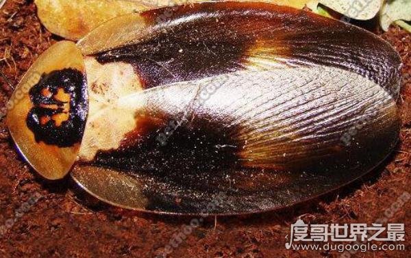 秘鲁巨人蟑螂，世界上最受欢迎的宠物蟑螂之一