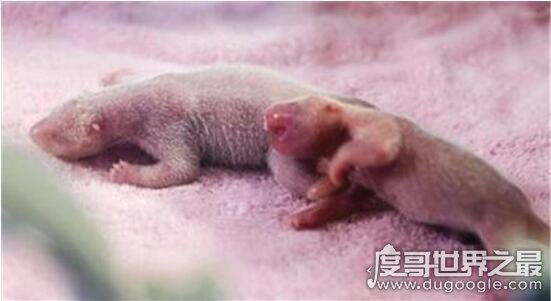 2018中国首对圈养熊猫诞生，第三次产仔动作熟练(初次毫无母爱)