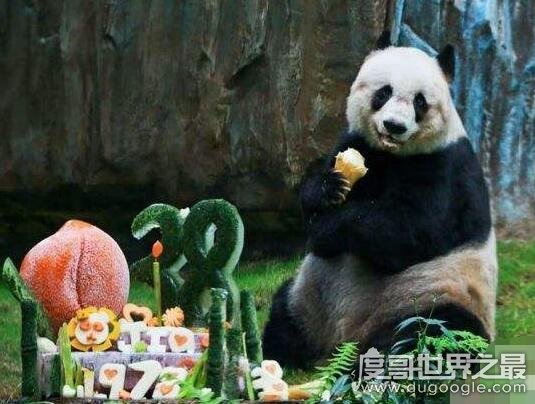 世界上寿命最长的熊猫，熊猫佳佳活了38年相当于人类114岁