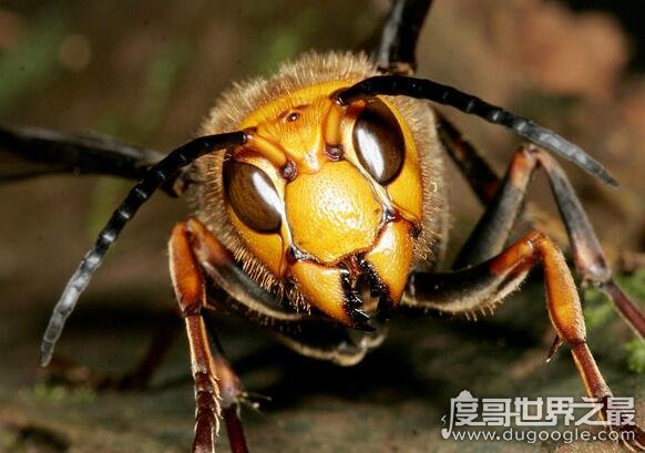 世界上最大的黄蜂，日本大黄蜂能长到4厘米长(翼展约6厘米)