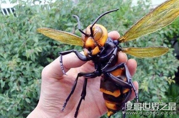 世界上最大的黄蜂，日本大黄蜂能长到4厘米长(翼展约6厘米)