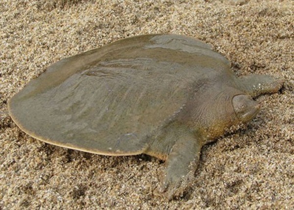 最懒惰的龟—湄公河淡水龟