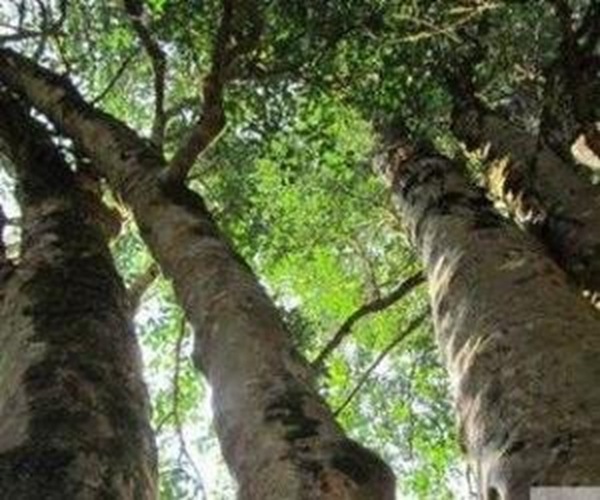 世界最大的野生茶树