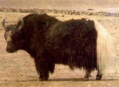 世界海拔最高的牛-西藏牦牛