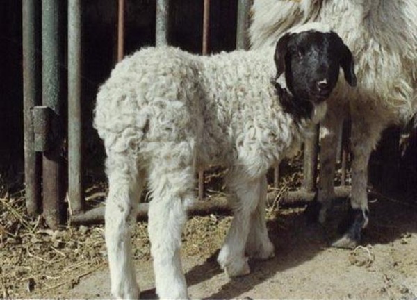 世界最早的试管羊