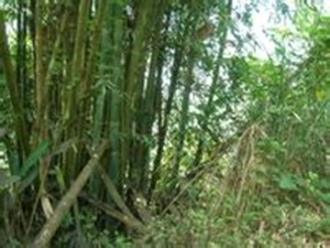 关于竹子的世界之最，世界上最高的竹子巨龙竹(高达45米)