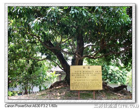 宋家香──最老的荔枝树