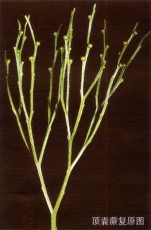 顶囊蕨-最早的陆上植物