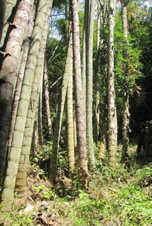 世界最大的竹子-巨龙竹