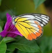 世界最美蝴蝶产地 台湾