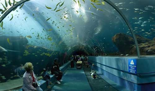 世界最大的水族馆　乔治亚水族馆