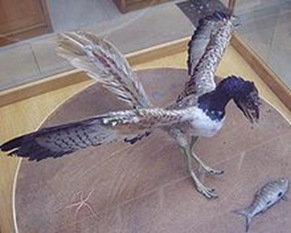 世界上最早的鸟　始祖鸟