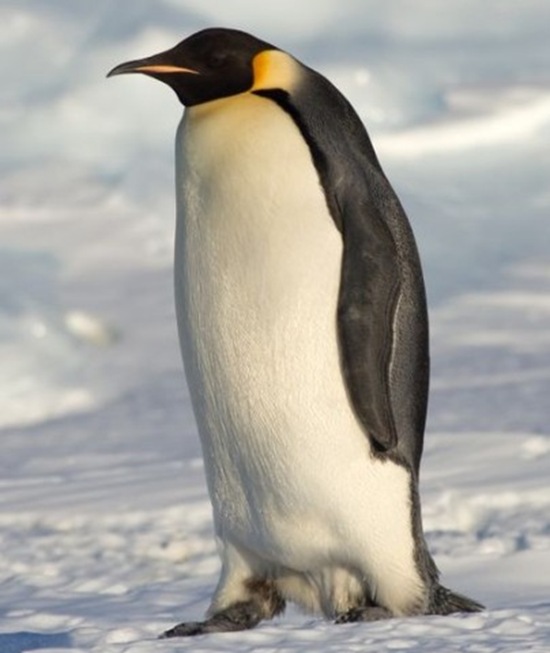 世界上最大的企鹋　帝企鹅