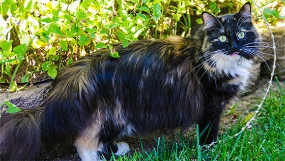 25.68厘米最长猫毛刷新吉尼斯世界纪录