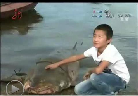达氏鳇鱼 黑龙江渔民发现巨型达氏鳇鱼