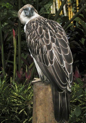 世界上最大的鹰 食猴鹰