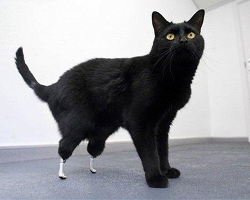 世界上最先安装仿生假肢的猫