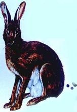 中国最早的兔子 卢氏兔