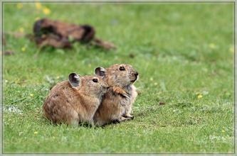 鼠兔 怀孕期最短的哺乳动物