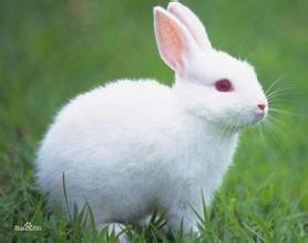 中国现存最古老的家兔品种