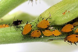 中国繁殖最快的昆虫 蚜虫