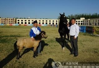 中国最矮的马 百色矮马
