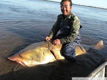 中国最大的淡水鱼，黑龙江鳇鱼