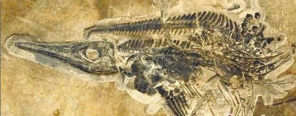 中国最大的鱼龙化石