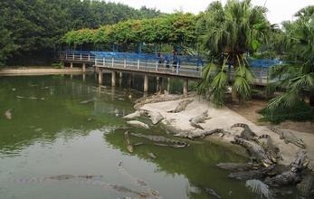 中国最大的鳄鱼公园 广州番禺鳄鱼公园