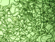 含蛋白质最多的植物 螺旋蓝藻