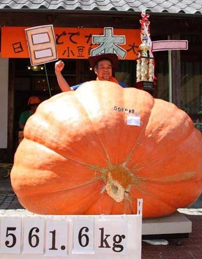 日本生产出561公斤大南瓜