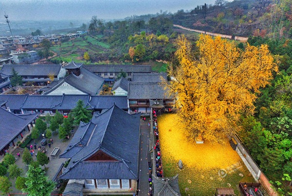 1400岁的陕西西安银杏树让观音禅寺成为黄色海洋