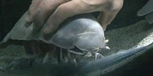 日本水族馆大王具足虫绝食5年零43天后死亡