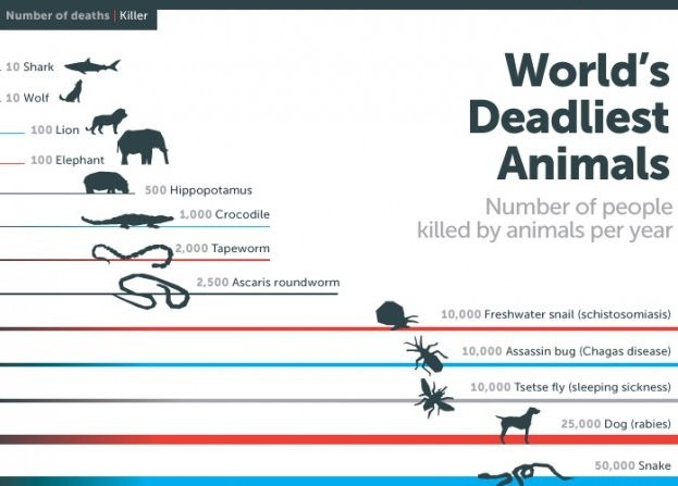 世界上杀死人最多的动物 蚊子一年可杀死75万人
