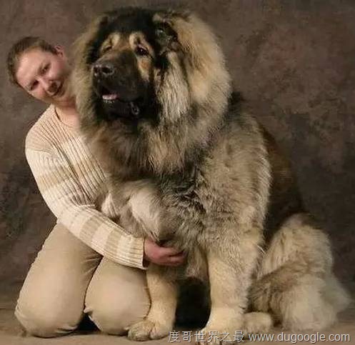 世界上最大的狗高加索犬长大后5分钟内KO藏獒