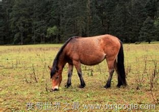中国最矮马，广西保德矮马