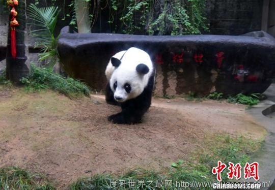 37岁大熊猫巴斯将创现存圈养最高寿世界吉尼斯记录