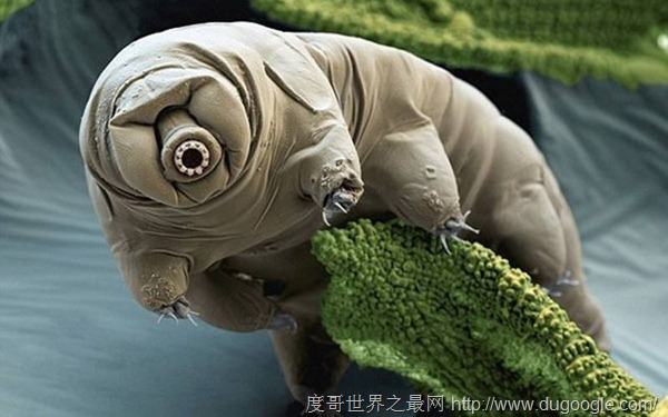 8大动物的超能力,水熊虫可以在外太空存活