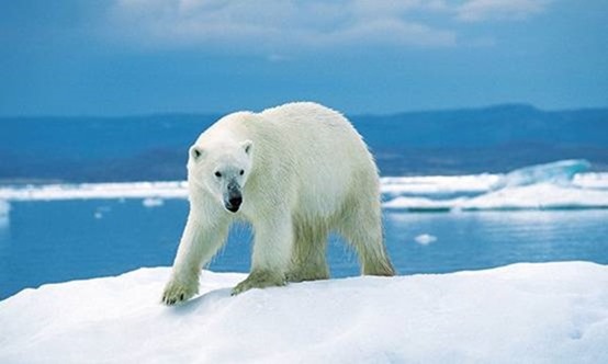 北极熊 现今陆上最庞大的肉食性动物