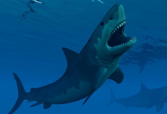 地球上咬合力最强的生物，巨齿鲨高达36吨(超过霸王龙)