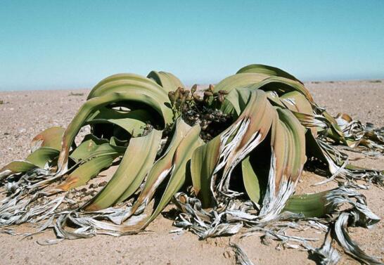 千岁兰能在沙漠中活2000年，远古时期留下的沙漠章鱼