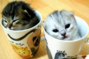 袖珍茶杯猫图片大全，萌翻你的超可爱小奶猫