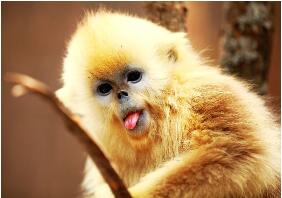 世界上最酷的猴子，金丝猴浑身金灿灿自带主角光环