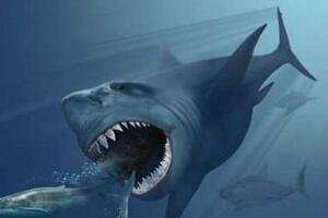 史前巨齿鲨生死谜，地球史上最强悍的生物(有着超强咬合力)