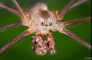 “无毒”有益的幽灵蛛，能帮你消灭室内有害昆虫(甚至捕蛇)
