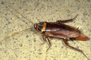 蟑螂会飞吗，一般成熟期的蟑螂在交配季节会乱飞