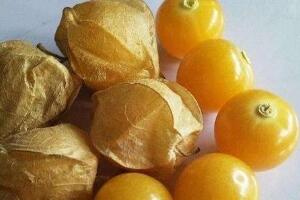 哥伦比亚龙珠果竟然是它，一种原产于中国的神奇酸浆果
